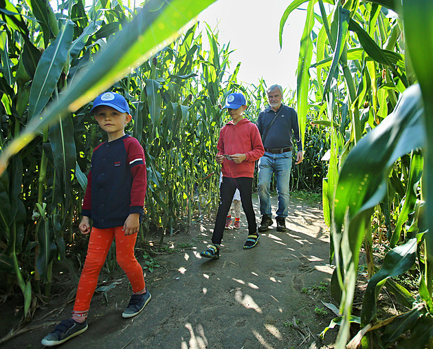 Z kukuřičného pole u Hluboké vytvořili bludiště, jsou v něm dva kilometry cest