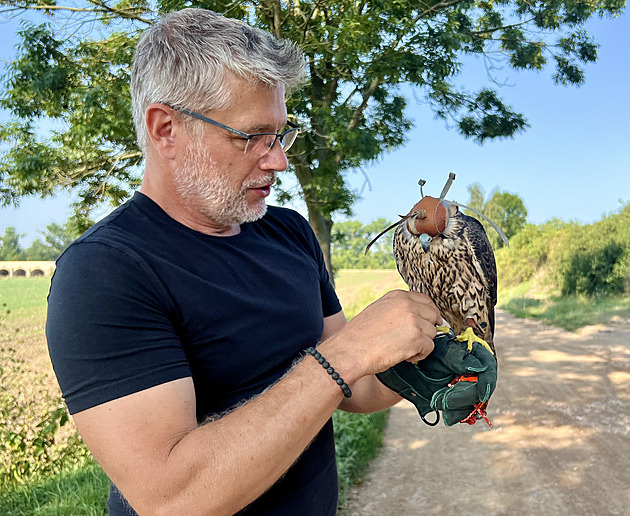Reagují na vábítko, hurá za holuby. Louny na nechtěné ptáky vytrénovaly dravce