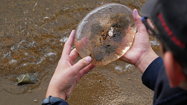 Slizké, mohutné jako míč. Velké Dářko zaplavily invazní bochnatky americké