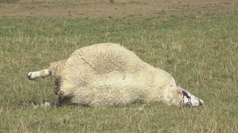 Vlci terorizují Zlínsko, chovatel přišel o 19 ovcí. Nemůžeme s tím nic dělat, připouští