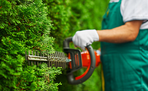 Je nejvyšší čas na podzimní střih živého plotu. Aby byl zdravý a hustý