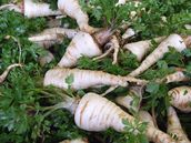 Velká petrželová pohroma. Místo kořene narostla nať, Poláci viní české semenáře