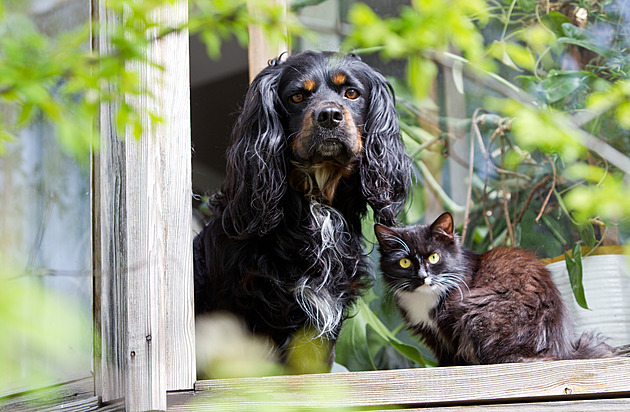 Dejte hlas nejroztomilejším mazlíčkům, hrají o psí a kočičí krmení, vy o knížky