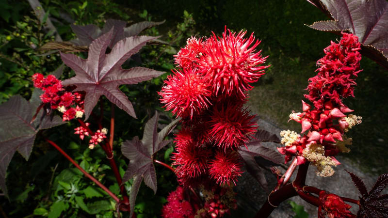 PŘEHLEDNĚ: Smrtící jed násobně silnější než kyanid. Co byste měli vědět o obávaném ricinu?