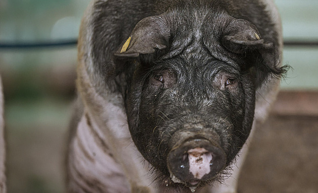 Chaos a strach v ústavu živočišné výroby. Zaměstnanci píší ministrovi