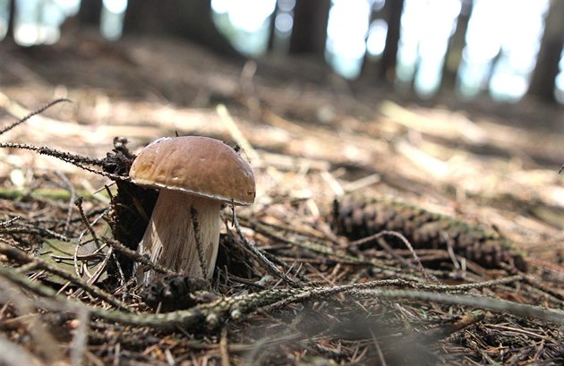 Už u vás začaly růst houby? Pochlubte se svým úlovkem