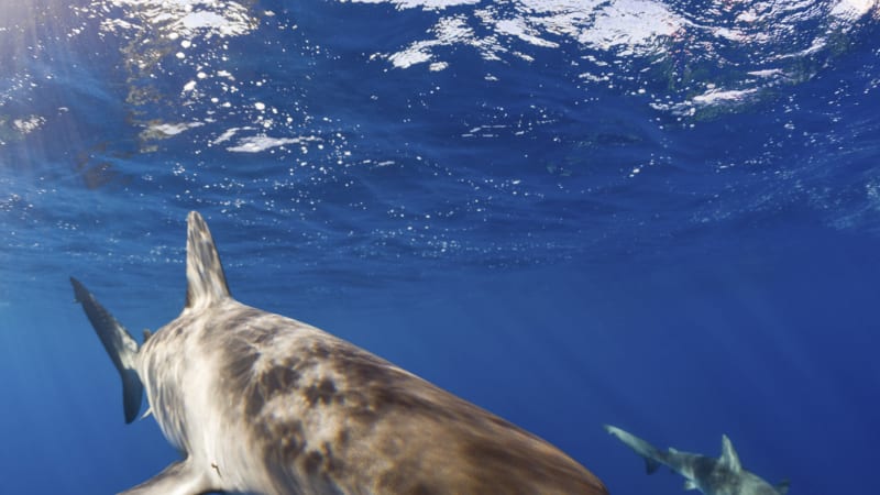 Bleskový útok žraloka: Měl jsem hlavu v jeho tlamě. Kdyby chtěl, zabil mě, líčí potápěč