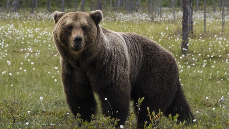 Medvěd na Pelhřimovsku? Myslivec hlásil jeho výskyt, místo zkoumají experti