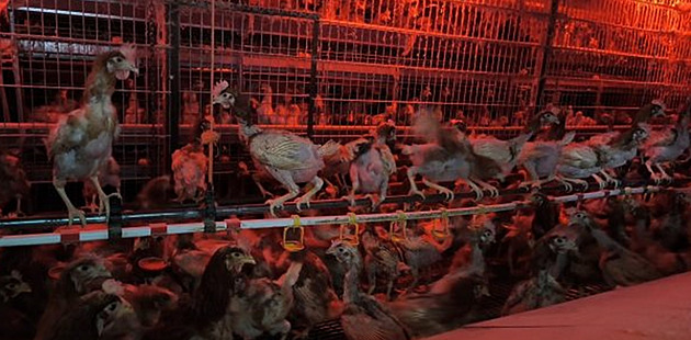 Černý velkochov hrůzy u Brna. Vyhublé slepice bez peří se vzájemně pojídaly