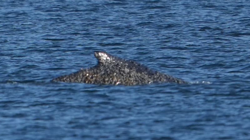 Velryba opět volně plave v moři: Záchranná akce na Baltu měla šťastný konec