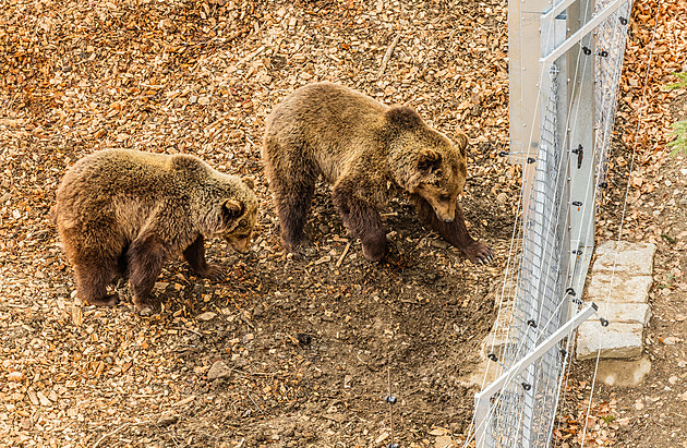 Do Krkonoš se po 300 letech vrátili medvědi. Tříletý pár pochází ze Slovenska