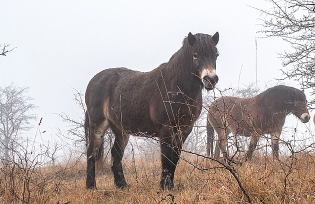 V Českém ráji vzniká rezervace divokých koní, první dorazily březí klisny