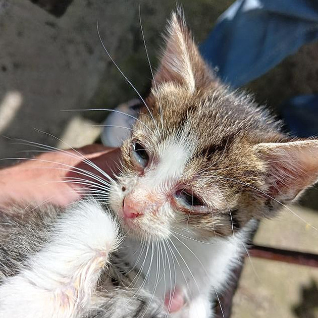 Veterináři odebrali chovatelce dvacet koček. Chrudim dá na péči půl milionu