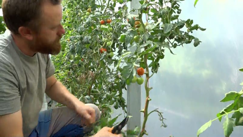 Jak správně zastřihovat rajčata? Zahradník prozradil, co rostlinu vyčerpává