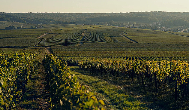 Extrémní vedra mění v Itálii produkci šumivých vín, sklízí se dříve a v noci