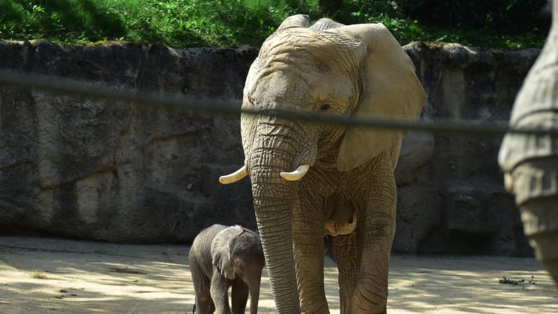 Smutek ve zlínské zoo: Přišla o slonici Kali. Neprobudila se po náročné operaci